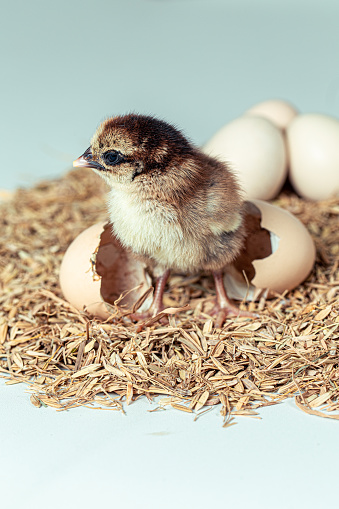newly hatched chicks on the hay in isolated photo
