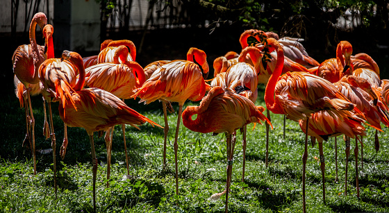 Group of flamingos at the Jardin des Plantes in Paris 
New version with a brighter color.