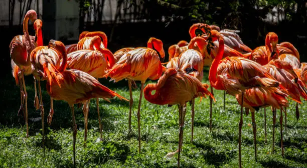 Photo of Groupe de flamands roses