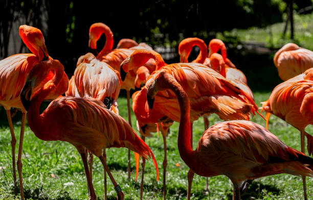 istock Pink flamingo group 4 1427512975