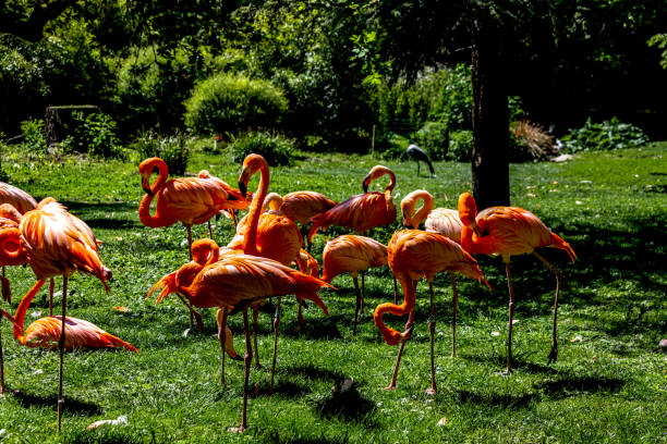 istock Pink flamingo group 6 1427512993