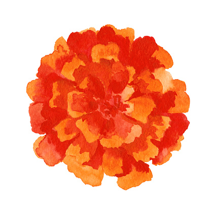Marigold flower.Hand drawn Illustration in watercolor isolated on a white background.top view. detail, element, postcard, logo