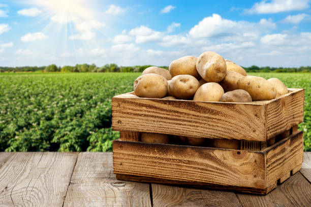 potatoes in wooden crate on table with green field - raw potato field agriculture flower imagens e fotografias de stock