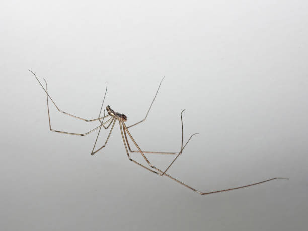 istock Pholcidae - Cellar spider on the white wall 1427518631