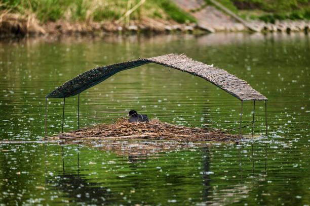 Manmade bird home with roof on pond with nest build by Eurasian coot (Fulica atra).
