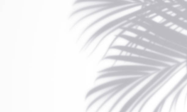 istock Palm gray shadow overlay effect template on a white wall background scene for photo, posters, stationery, wall art and design presentation 1427519220
