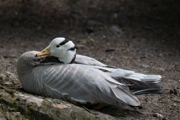 istock Bar-headed Goose Sits In Restful Position 1427519273