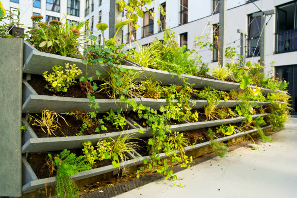 istock Green vertical green facade garden in full bloom for climate adaptation 1427522397