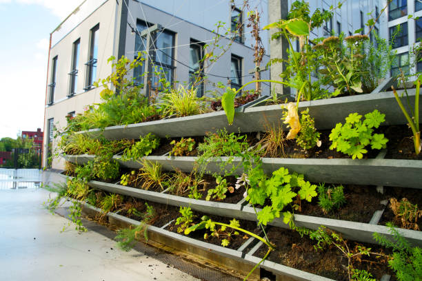 istock Green vertical green facade garden in full bloom for climate adaptation 1427522401