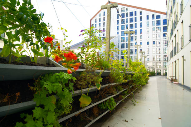 istock Green vertical green facade garden in full bloom for climate adaptation 1427522661