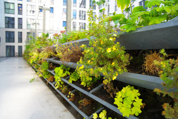 istock Green vertical green facade garden in full bloom for climate adaptation 1427522664