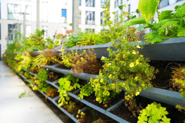 istock Green vertical green facade garden in full bloom for climate adaptation 1427522666