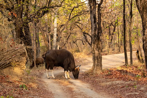 Gaur Or Indian Bison Or Bos Gaurus A Danger Animal Or Beast Grazing Grass  On Forest Track Or Road In Summer Season Morning Safari At Bandhavgarh  National Park Forest Madhya Pradesh India