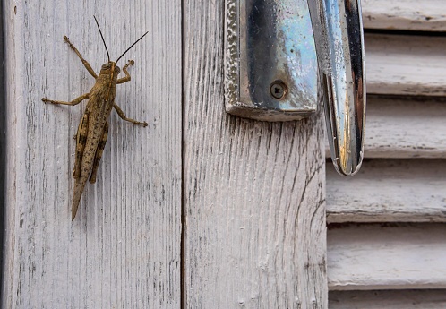 Close-up of a grasshopper on an antique white wooden door