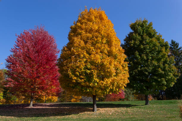 istock 3 maple trees together in Fall, a red, a yellow, and a green Upstate New York 1427524124