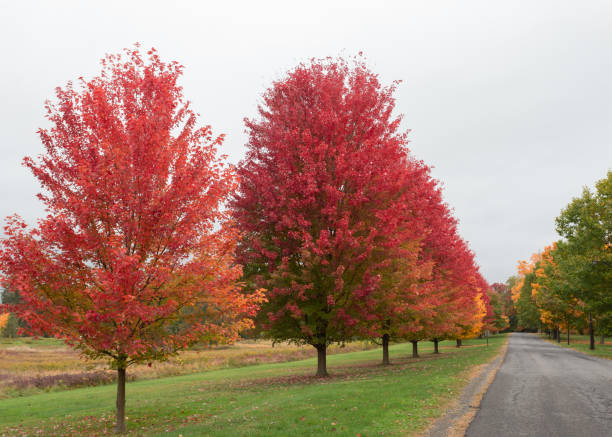 istock A line of red maple trees in the Fall season 1427524129