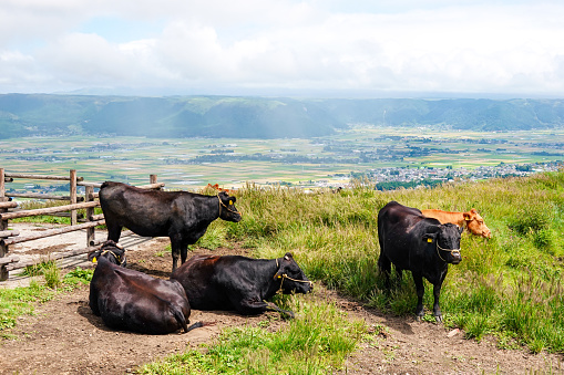 Wagyu beef grazing in the wilderness of Mount Aso in Aso City, Kumamoto Prefecture on a sunny day in September 2022