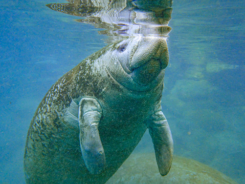 Green sea turtle swimming through clear blue ocean with warm sun rays