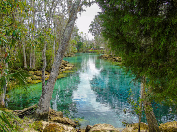 Beautiful Three Sisters Springs Three Sisters Springs, part of the Crystal River National Wildlife Refuge (CRNWR), Florida crystal river florida stock pictures, royalty-free photos & images