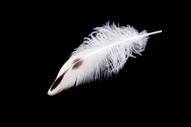 istock On a black isolated background, a light light duck wing feather. 1427525239