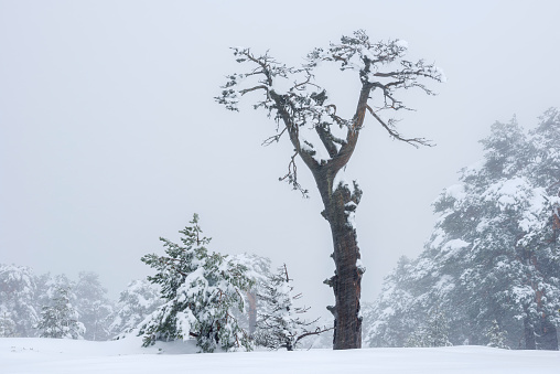 Sierra de Guadarrama National Park