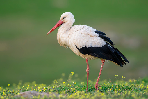 Beautiful white stork (Ciconia ciconia) starting to fly on a meadow.