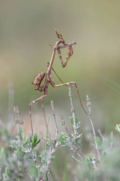 Slabhead Mantis 170+ Conehead Mantis FotografĂas de stock, fotos e imágenes libres de ...
