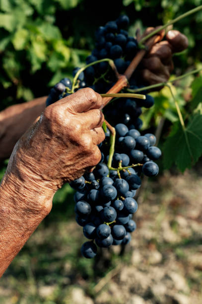 vendemmia in monferrato, piemonte, italia - vendemmia foto e immagini stock