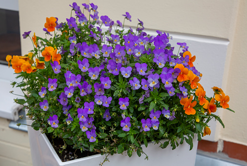 Purple and orange pansies in a heart shaped flower pot