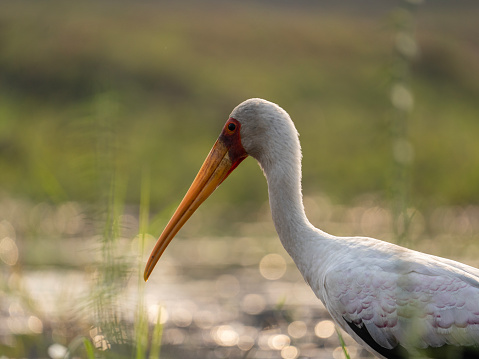 Yellow-billed Stork close-up in Chobe River, Namibia.