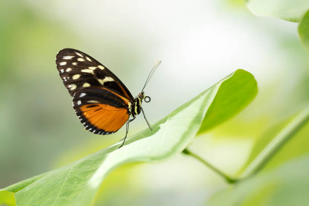 istock Beautiful Tiger longwing (Heliconius hecale) on a leaf in the amazon rainforest in South America. Presious Tropical butterfly . Blurry green background. 1427528543