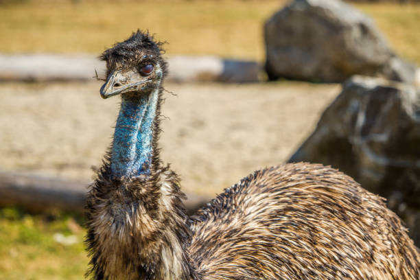 Close-up of Emu with blue throat