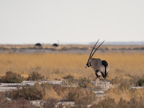 This oryx antelope was pictured in the Etosha Nationalpark in Namibia.