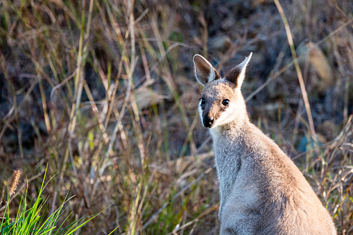 A young wallaby, some kind of kangaroo, sits in the nature