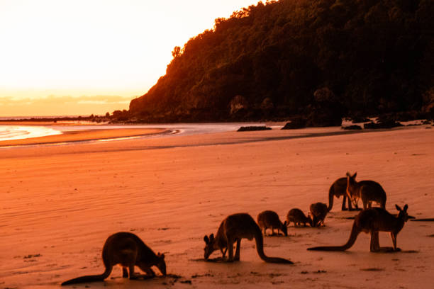 istock Kangaroos in the sunset 1427530223