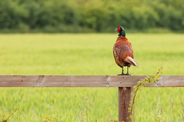Beautiful male pheasant perched on a wooden fence looking over a green field landscape. Wild game bird in Norfolk England
