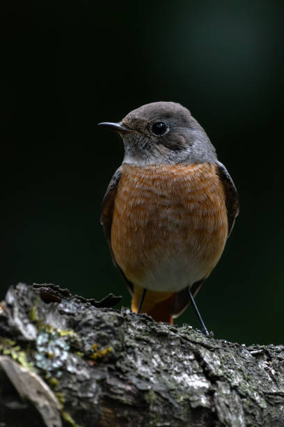 Common redstart (Phoenicurus phoenicurus) on a branch Common redstart (Phoenicurus phoenicurus) on a tree trunk in the forest of Noord Brabant in the Netherlands. Dark background. male common redstart phoenicurus phoenicurus stock pictures, royalty-free photos & images