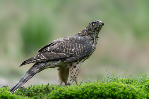 Beautiful juvenile Northern Goshawk (Accipiter gentilis) in the forest of Noord Brabant in the Netherlands.