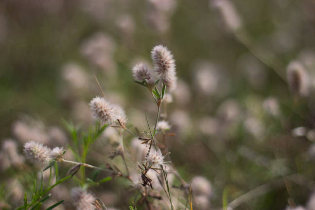 istock Beautiful wildflowers on a sunny summer meadow 1427531337