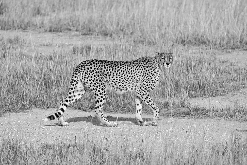 A Cheetah in Kalahari savannah