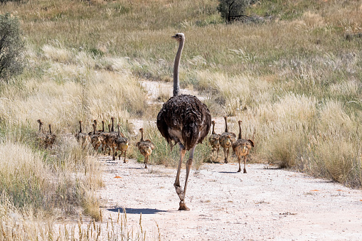 A family of Ostriches in Kalahari savannah