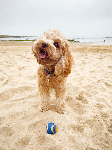 A cute little cavapoo is waiting to play fetch at the beach