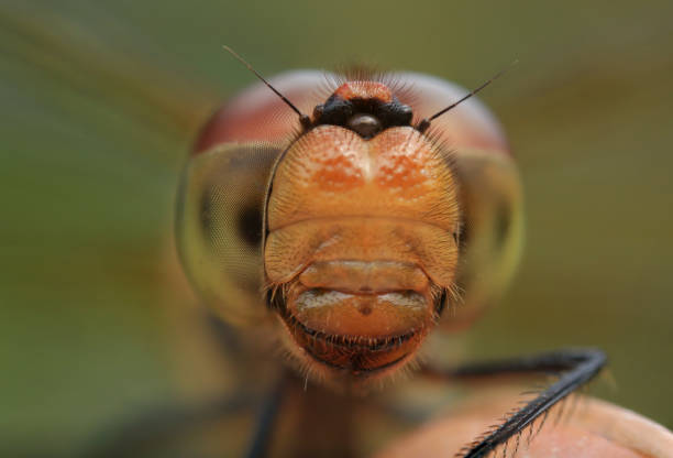 istock dragonfly head taken with macro photography. 1427532133