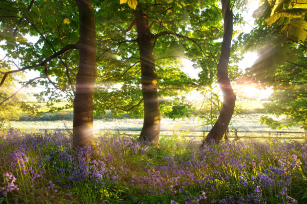 istock Norfolk bluebell woods with stunning sunrise 1427532178