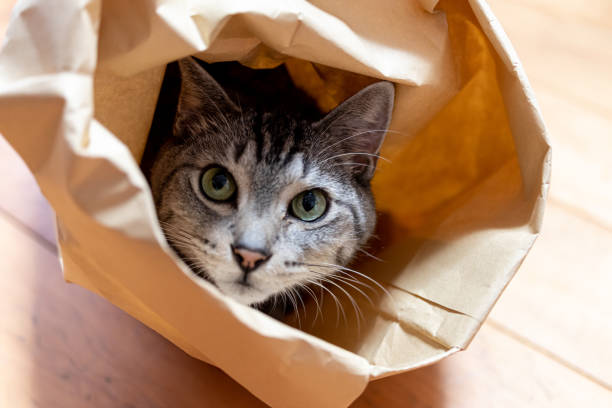 istock cat in a paper bag 1427532966