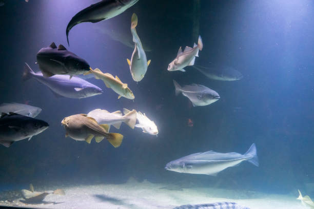 istock Cod fish in aquarium in Kabelvag Lofoten  Norway. 1427534302