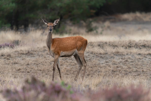 istock Female Red deer (Cervus elaphus) in rutting season 1427534729
