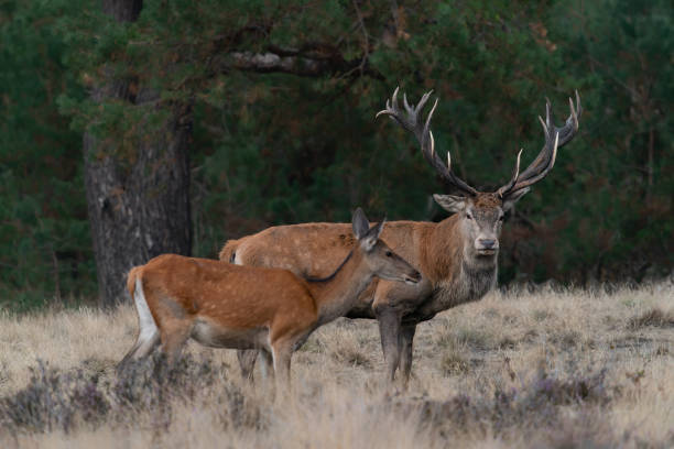 istock Red deer (Cervus elaphus) stag  in rutting season 1427534822