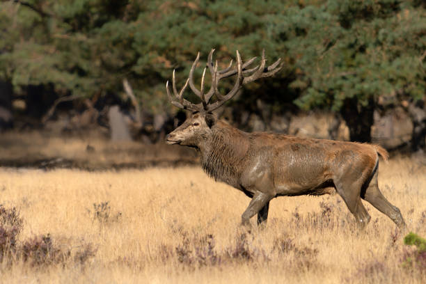 istock Red deer (Cervus elaphus) stag  in rutting season 1427534841