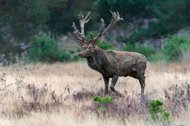 istock Red deer (Cervus elaphus) stag covered with mud in rutting season 1427535023